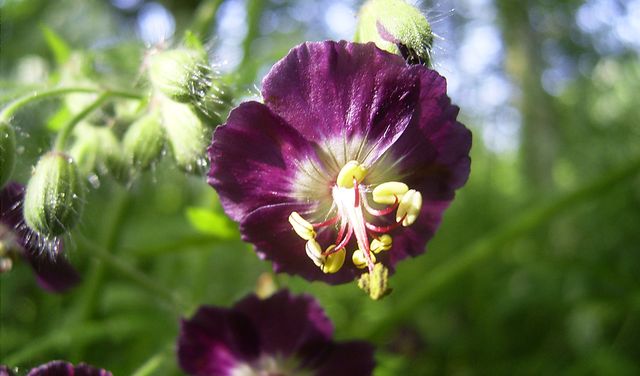 Care for geraniums