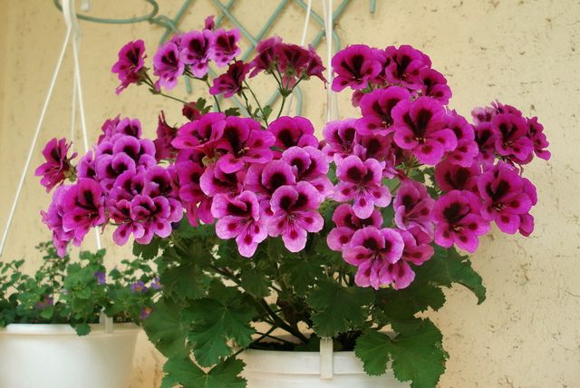 Care for geraniums