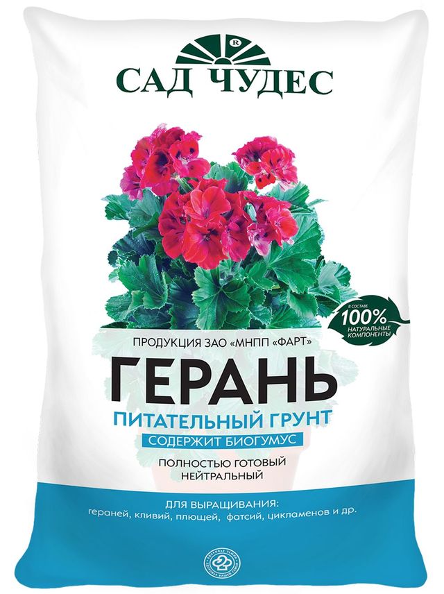 Care for geraniums