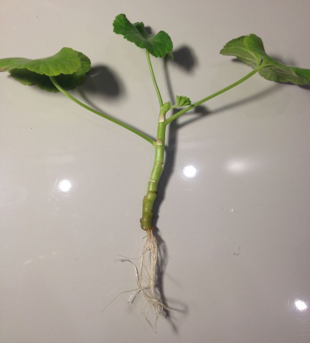 Care for geraniums