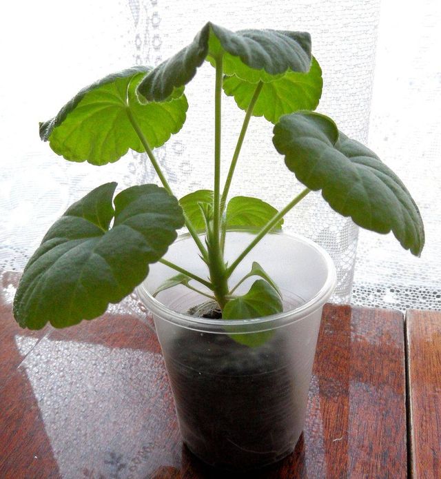 Care for geraniums