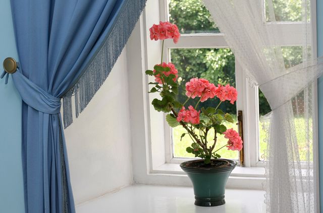 Care for geraniums