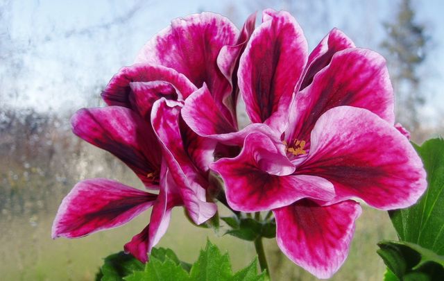 Care for geraniums