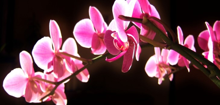Orchid: care after flowering Orchid: care after flowering