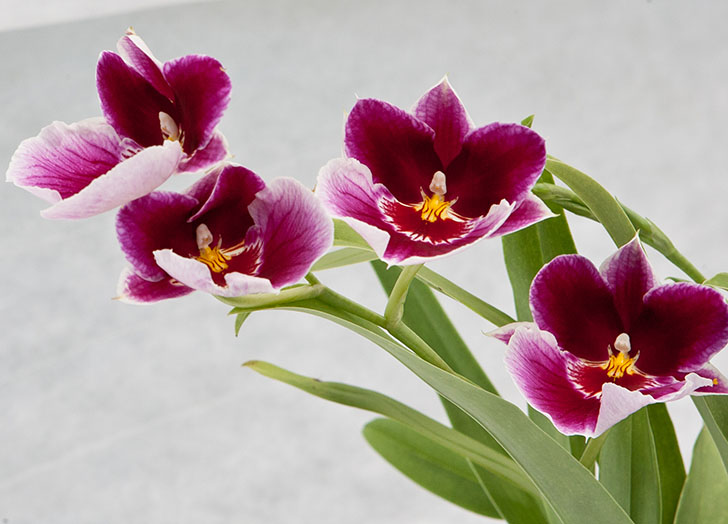 After flowering, new buds may appear After flowering, new buds may appear
