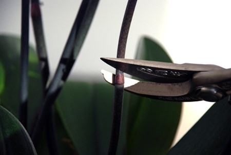 In a few months your orchid will bloom again In a few months your orchid will bloom again