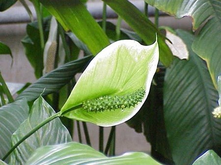 Care for the spathiphyllum in the home Care for the spathiphyllum in the home