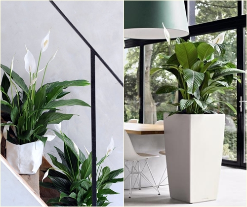 Diseases and treatment of spathiphyllum