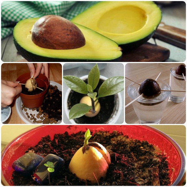 How to grow avocado from a stone