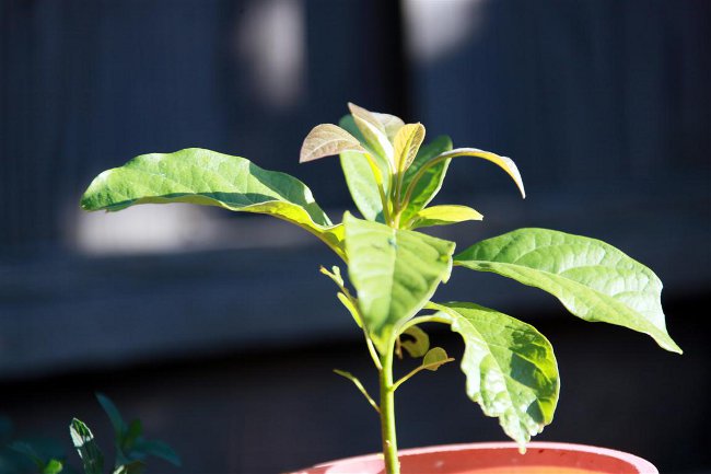 How to grow avocado from a stone