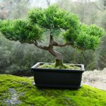 How to grow a bonsai How to grow a bonsai