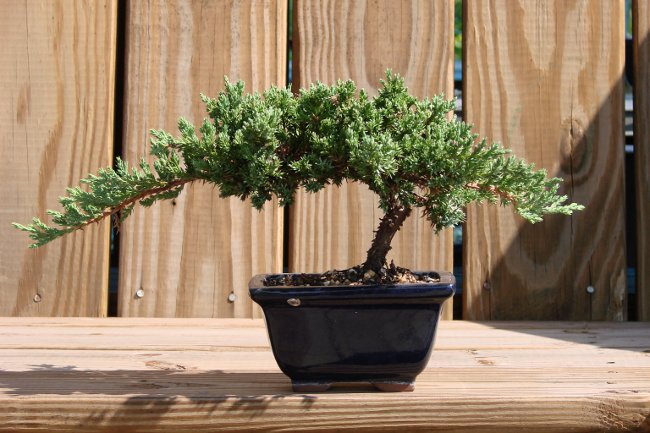 How to grow bonsai at home