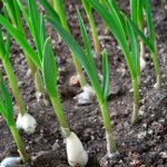 How to grow garlic
