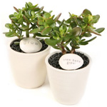 How to grow a money tree How to grow a money tree