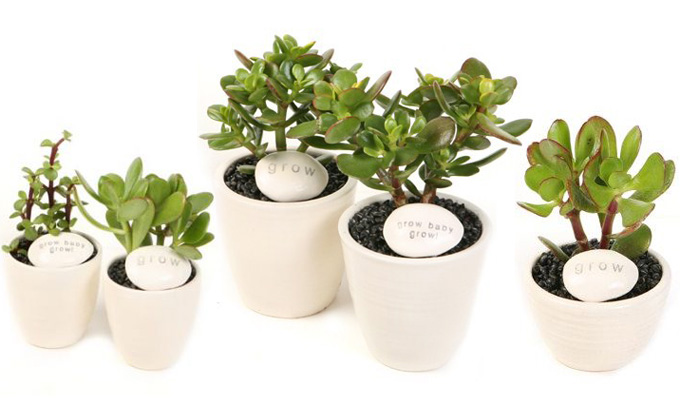 How to grow a "money tree"?
