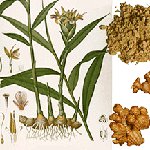 How to grow ginger How to grow ginger
