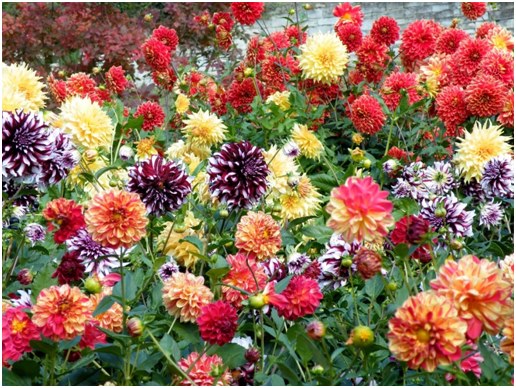 many colors