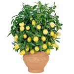 How to grow a lemon at home? How to grow a lemon at home?