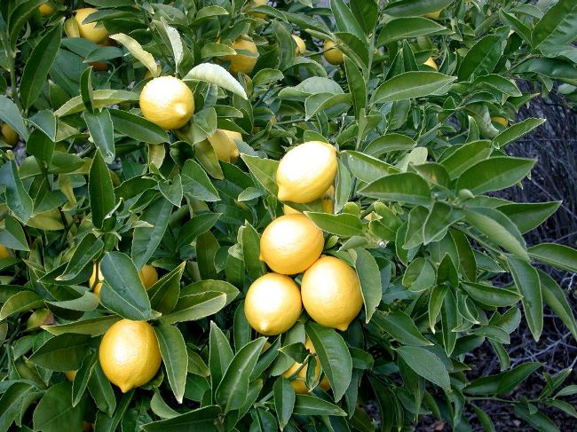 How to grow a lemon at home?