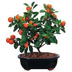 How to grow a mandarin from a bone How to grow a mandarin from a bone