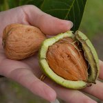 How to grow a walnut How to grow a walnut