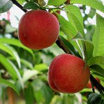 How to grow a peach from a stone How to grow a peach from a stone