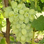 How to grow grapes How to grow grapes