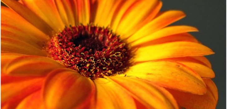 beautiful gerbera