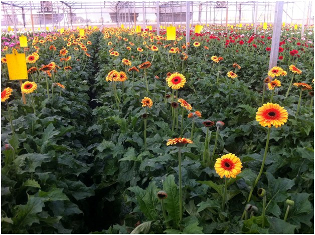 plantation of gerberas