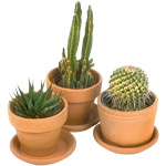 Cacti and care for them Cacti and care for them