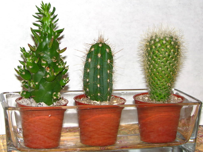 Cacti and care for them