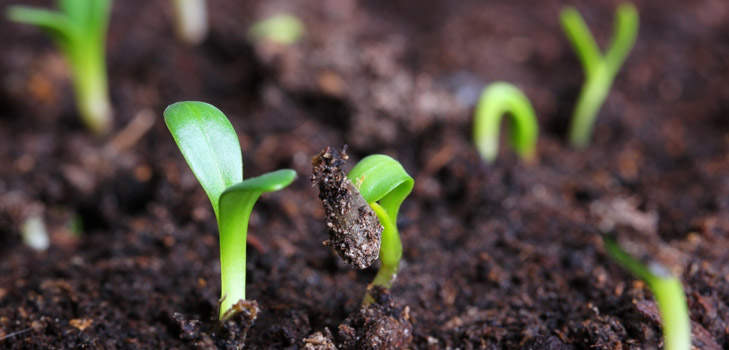 What kind of seedling when planted?