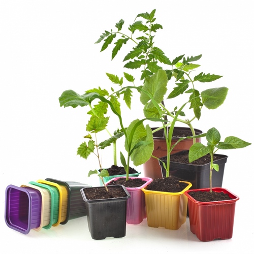 What kind of seedling when planted?
