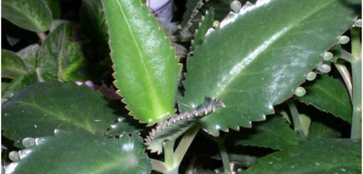 Kalanchoe plant