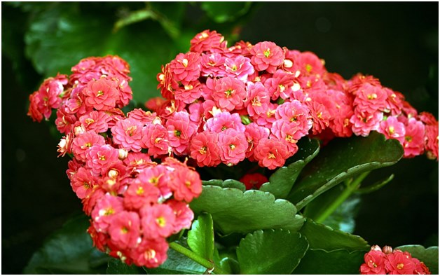 Kalanchoe flower