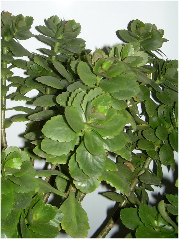 cuttings of Kalanchoe
