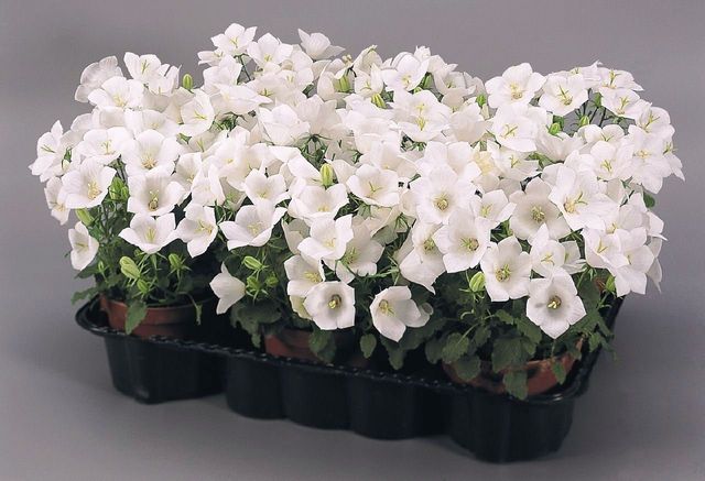 Caring for the Campanula
