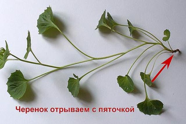 Caring for the Campanula