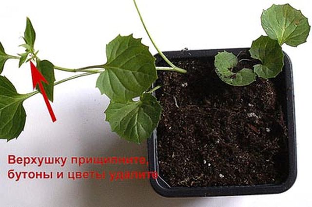 Caring for the Campanula