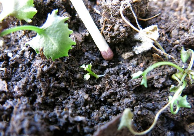 Caring for the Campanula