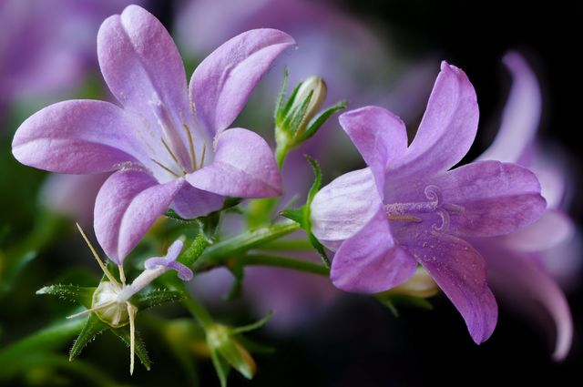 Campanula at home - planting and care (video, photo): advice to a beginner floriculturist