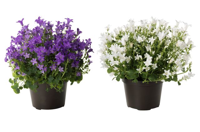 Caring for the Campanula