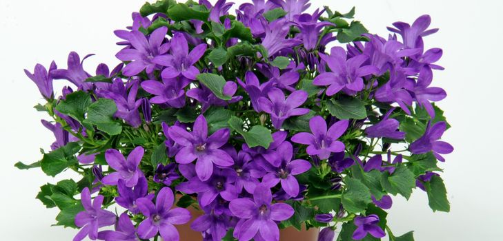 Caring for the Campanula