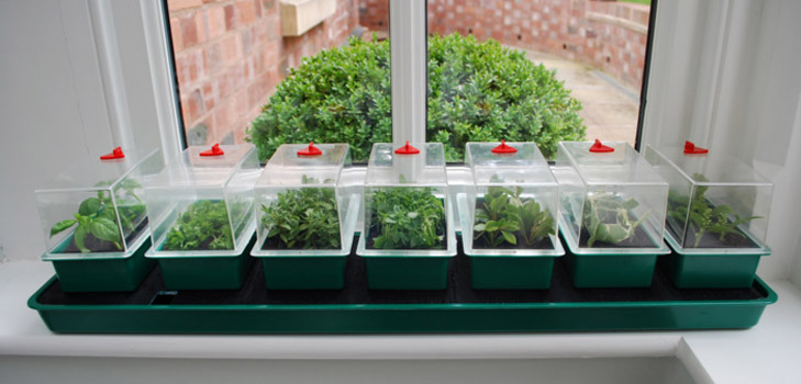 Potatoes seedlings