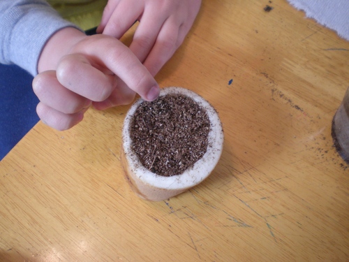 Potatoes seedlings