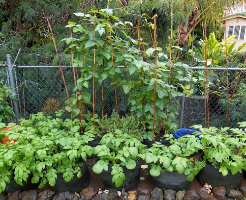 Potatoes seedlings