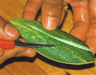 Carving from vegetables and fruits?