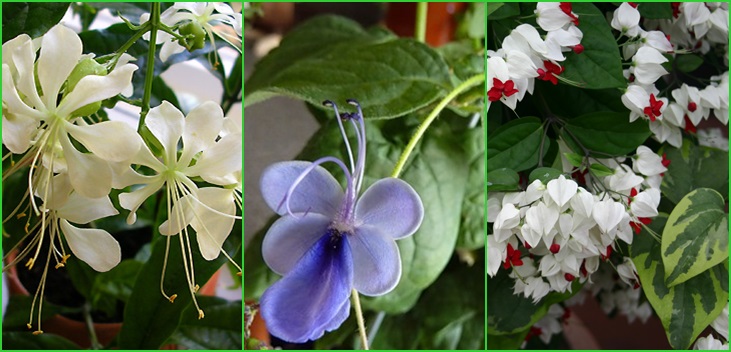 Clerodendrum - care