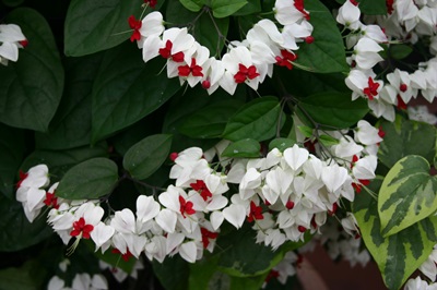 Clerodendrum - care