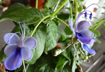 Clerodendrum - care
